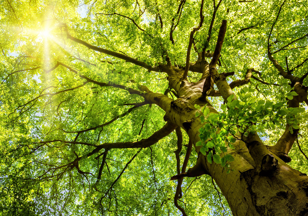 nachhaltigkeit Baum Wald Sonne